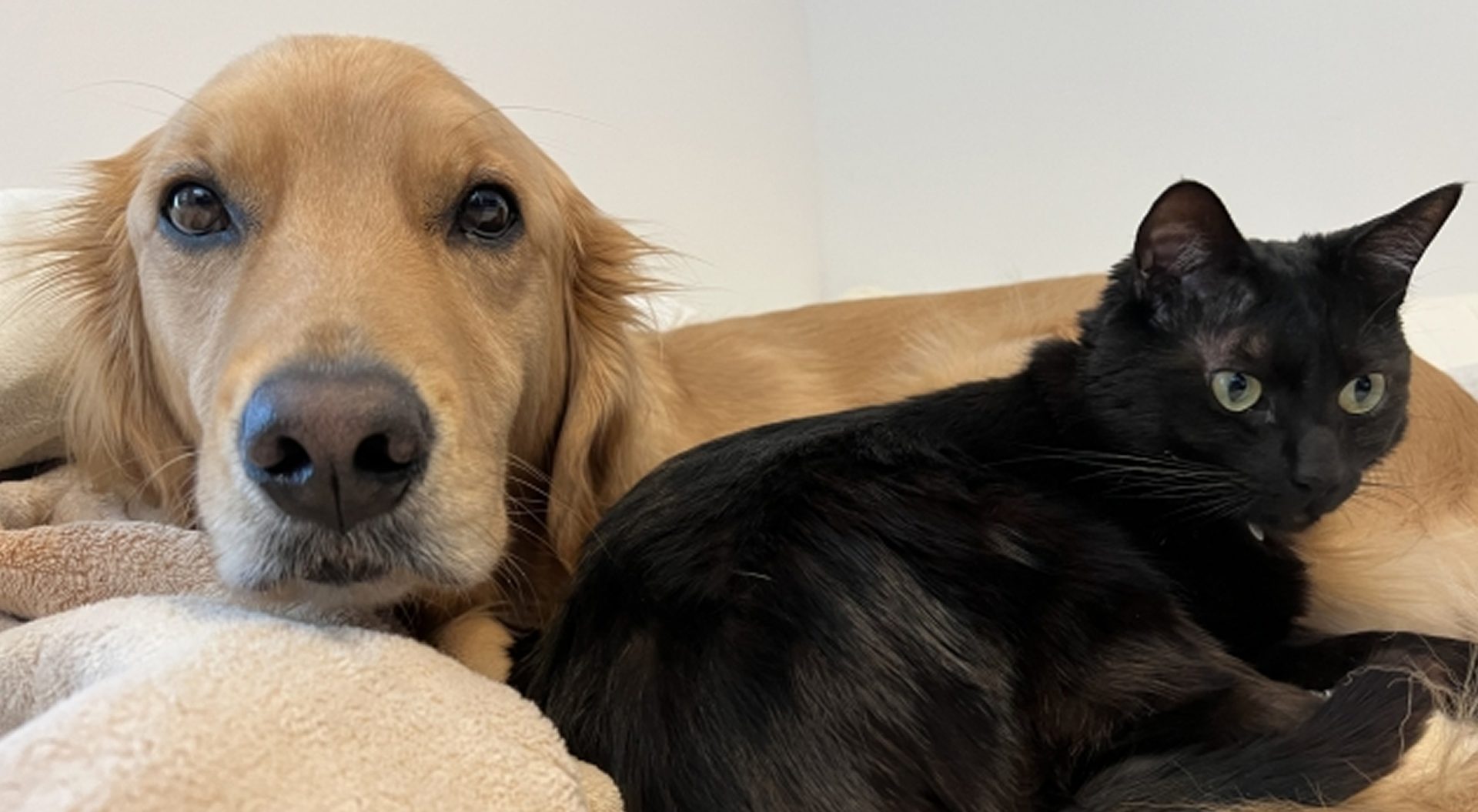 大型犬・多頭飼い特化の長期入居